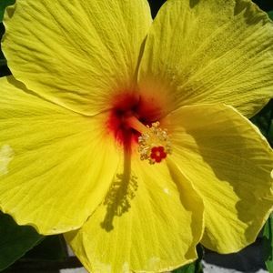 Meet your Posher, Chandra